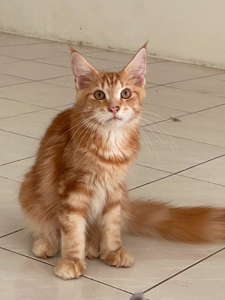 Jual Kucing Maine Coon sehat dan berkualitas di Nuansa Kucing Indonesia Jakarta