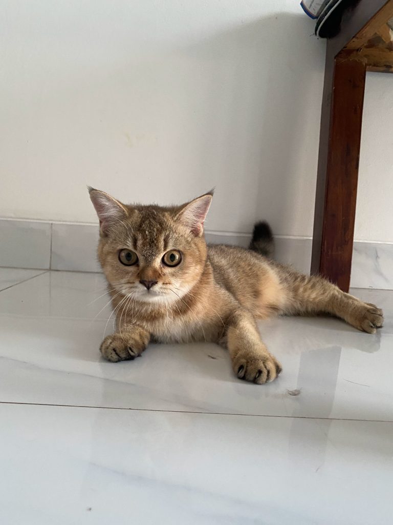 British Shorthair Golden kitten sehat dengan nutrisi berkualitas