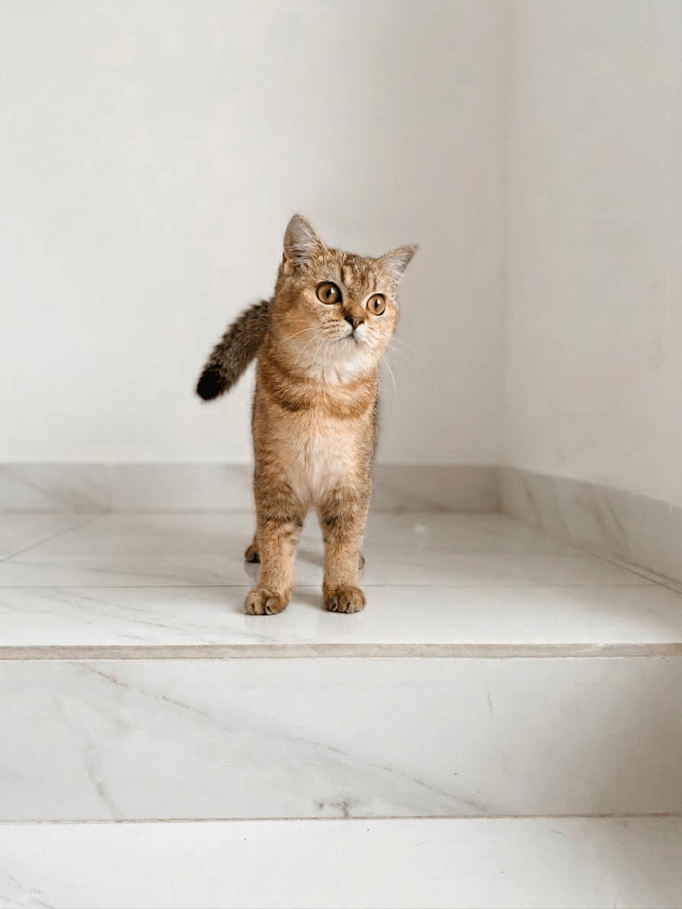 British Shorthair Golden kitten sehat di Nuansa Kucing Indonesia Jakarta Selatan