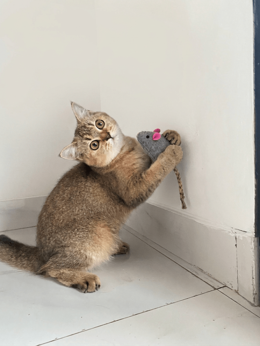 British Shorthair Golden kitten bermain dengan mainan tikus di Nuansa Kucing Indonesia