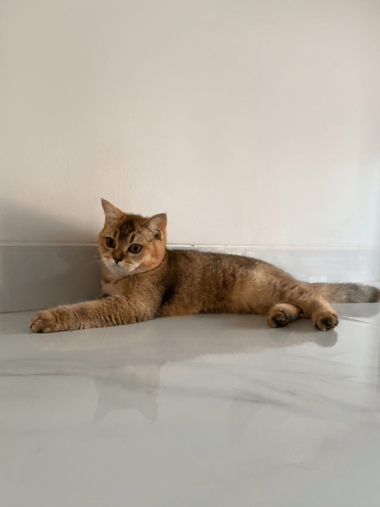 British Shorthair Golden kitten sehat dan aktif di Nuansa Kucing Indonesia