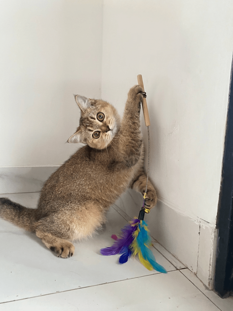 IMG_4655 British Shorthair Golden bermain dengan mainan untuk stimulasi mental