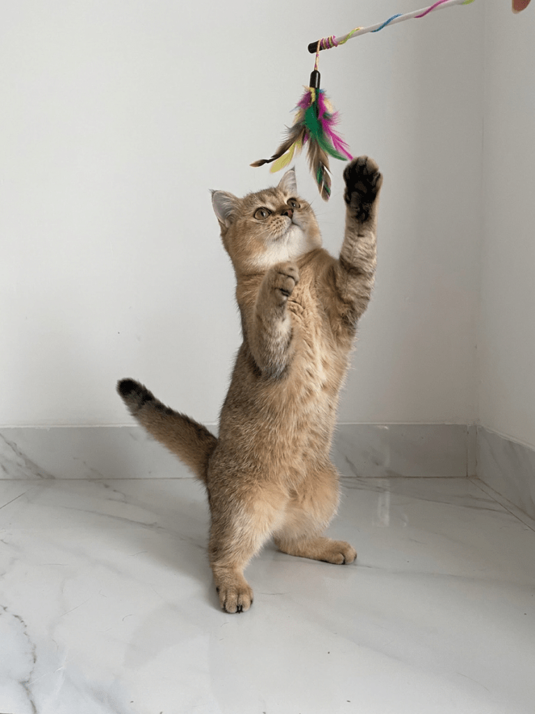IMG_4653 British Shorthair Golden bermain aktif dengan mainan tali di Nuansa Kucing Indonesia