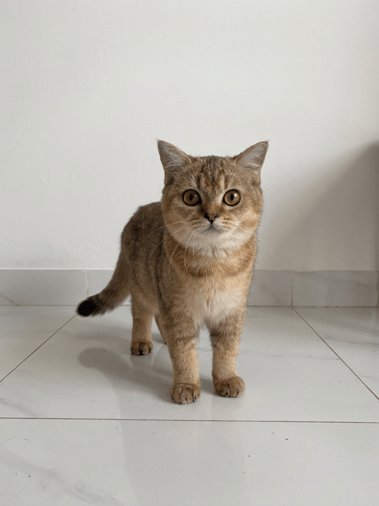 IMG_4652 Karakter British Shorthair Golden yang tenang dan mudah beradaptasi