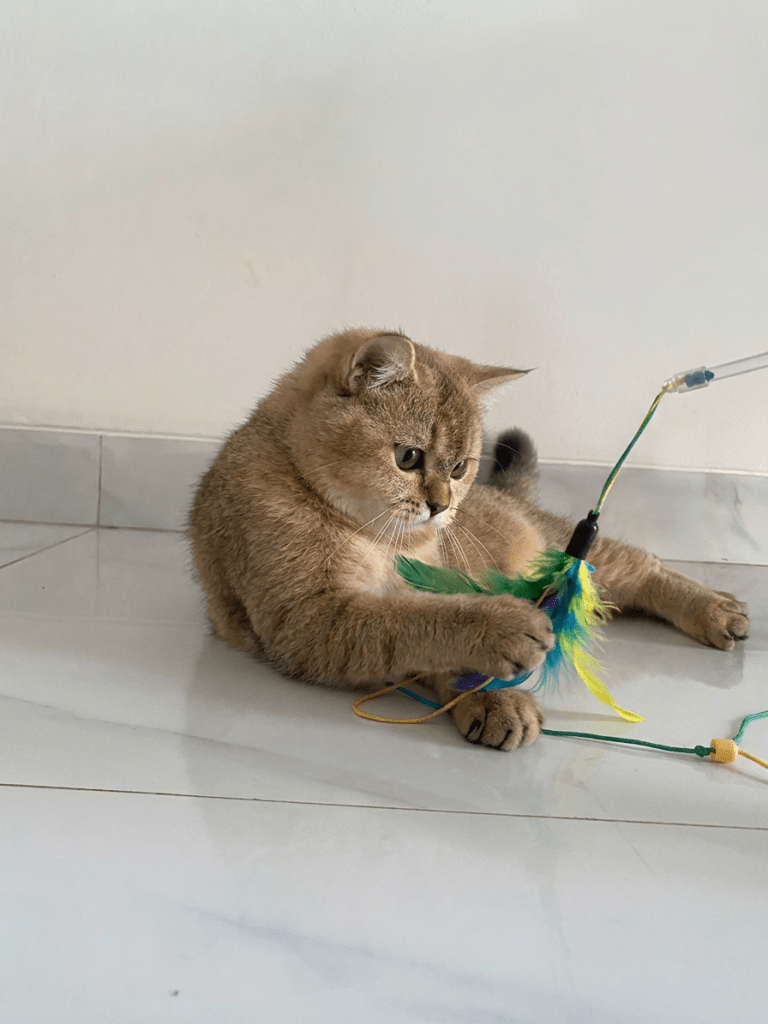 IMG_4649 British Shorthair Golden bermain aktif dengan mainan kucing