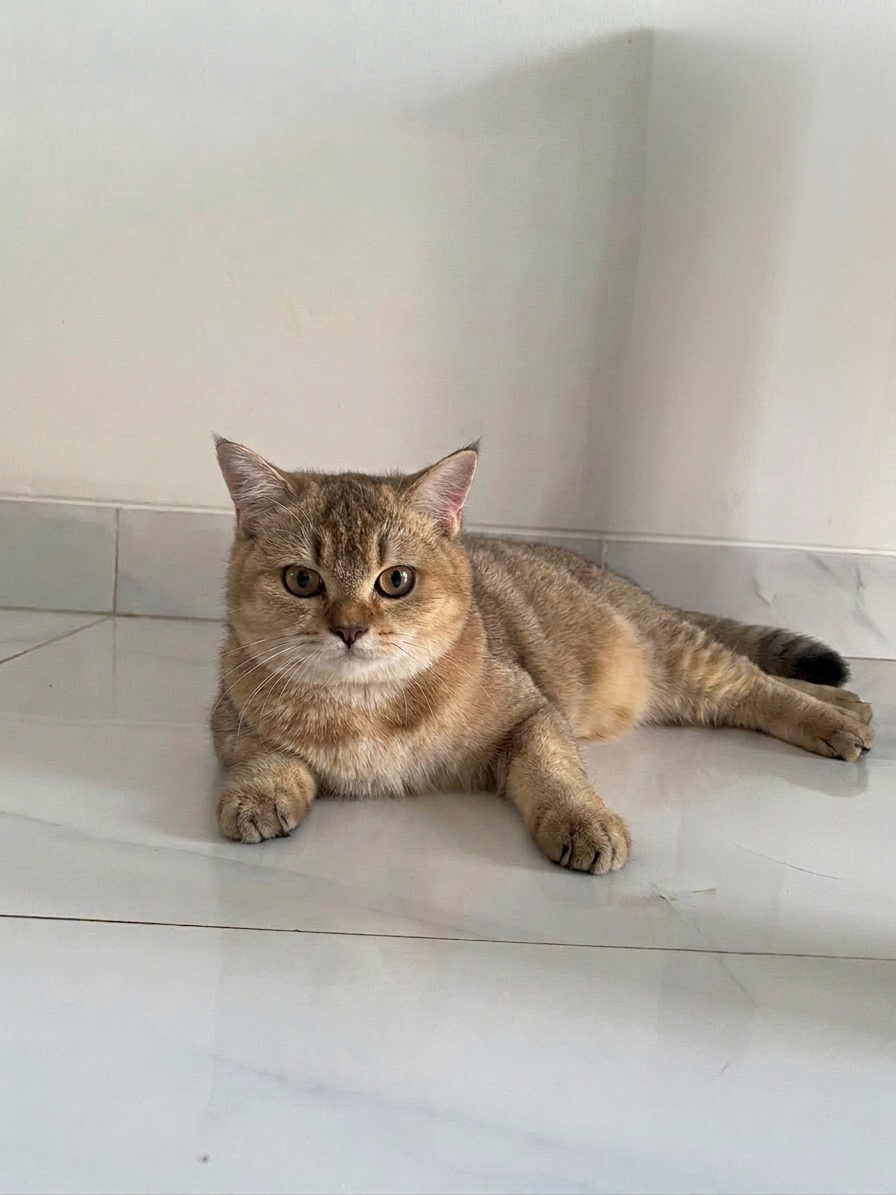 Karakter British Shorthair Golden: Kelebihan dan Kekurangan Sebelum Membeli
