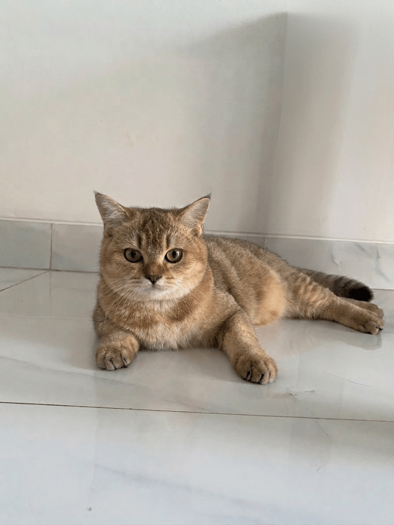 British Shorthair Golden cocok untuk keluarga dan pemilik pemula