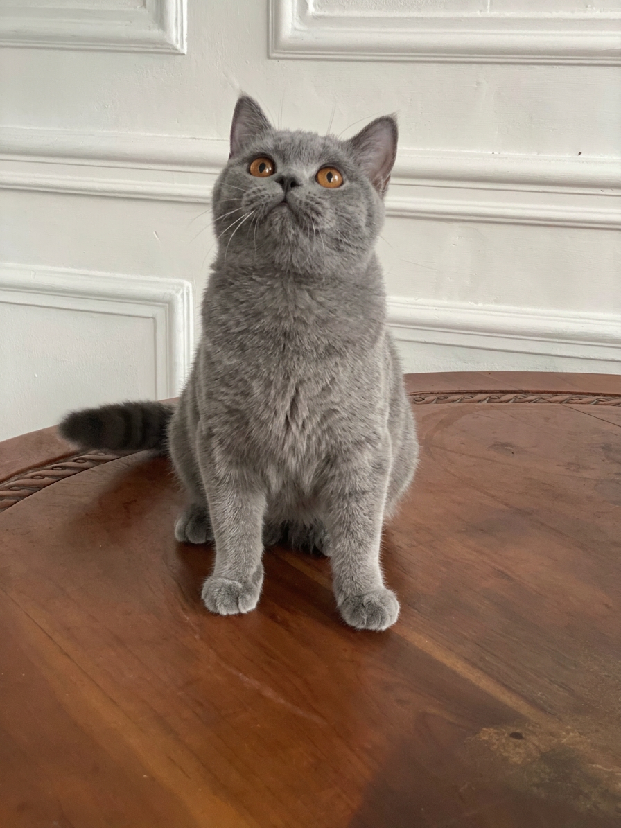 British Shorthair Blue abu-abu sehat di Nuansa Kucing Indonesia