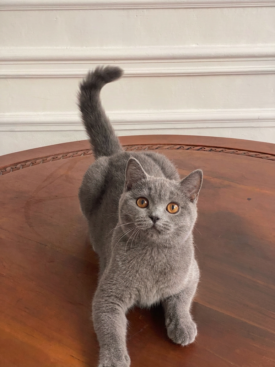 Karakter British Shorthair Blue yang tenang dan ramah