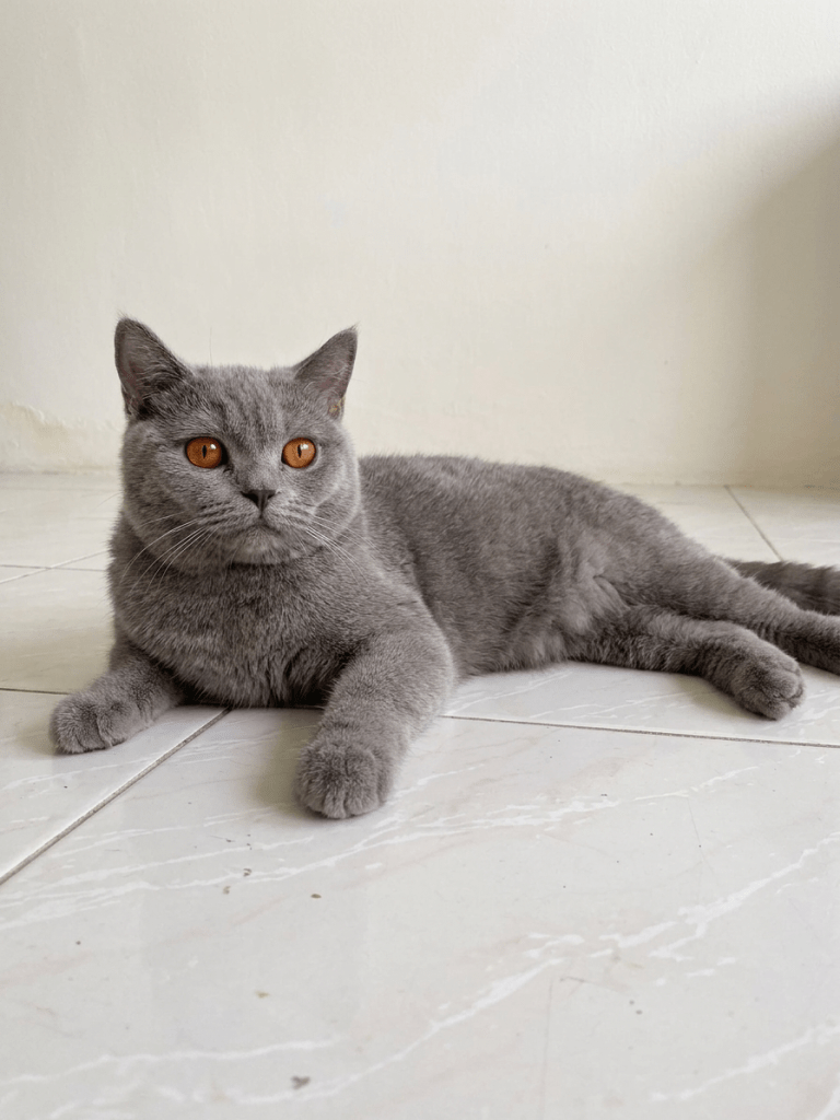 British Shorthair Blue kitten abu-abu sehat dan aktif di Nuansa Kucing Indonesia