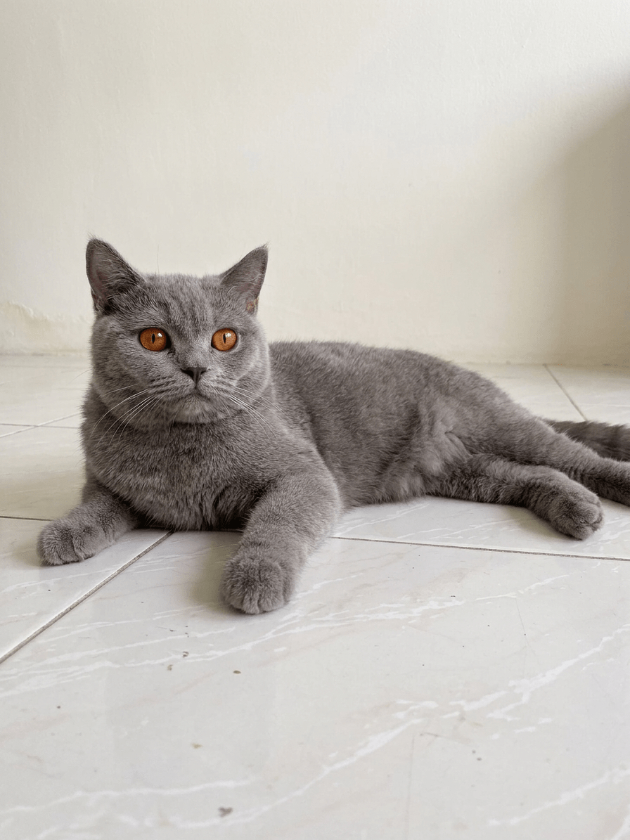 British Shorthair Blue kitten abu-abu sehat dan aktif di Nuansa Kucing Indonesia