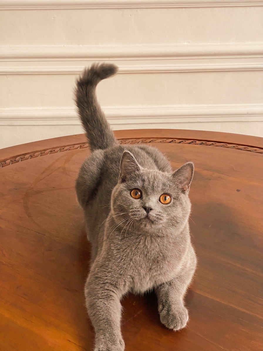 Kitten British Shorthair Blue sehat dan berkualitas di Nuansa Kucing Indonesia Jakarta