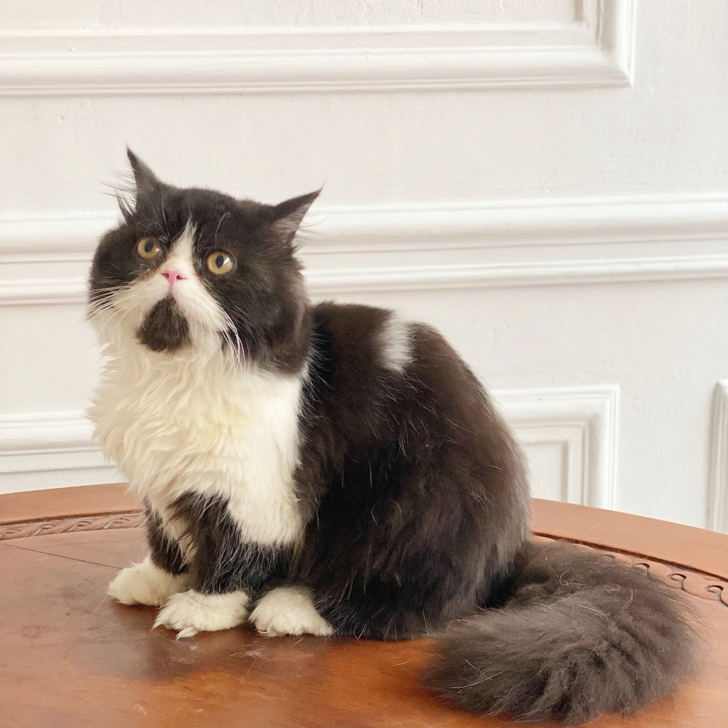 Kitten Munchkin sehat dan berkualitas di Nuansa Kucing Indonesia Jakarta