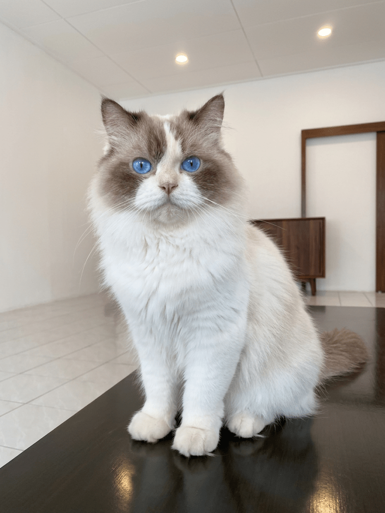 Kitten Ragdoll sehat dan berkualitas di Nuansa Kucing Indonesia Jakarta
