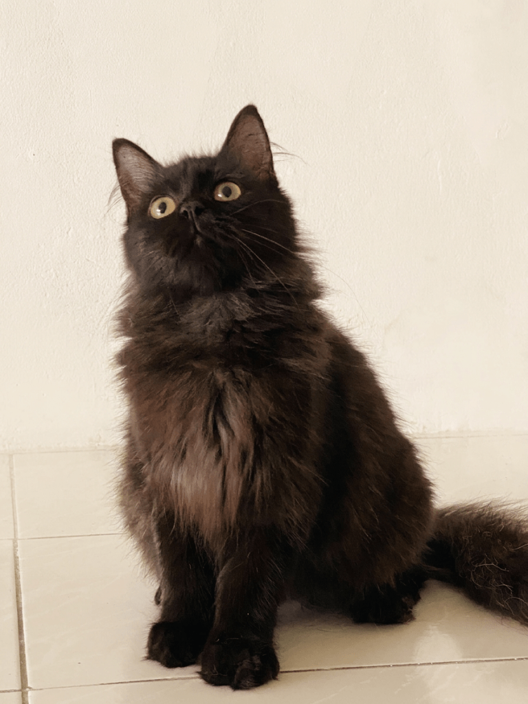 Jual Kucing Persia sehat dan berkualitas di Nuansa Kucing Indonesia Jakarta